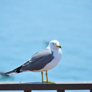 Kamper KNAUS Live I 650 MEG Integra